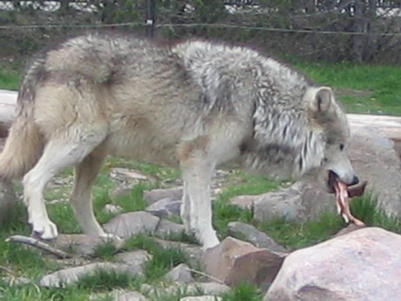 Wolf with dinner.jpg - This wolf is at the Grizzly Bear and Wolf Discovery Center.  He is the alpha male and lives with another male and two females.  All of them have been spayed of castrated since any babies would be unreleasable and we don't need any more in captivity.